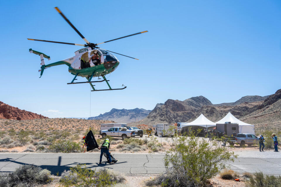 Bighorn Sheep Get a Wild Ride!