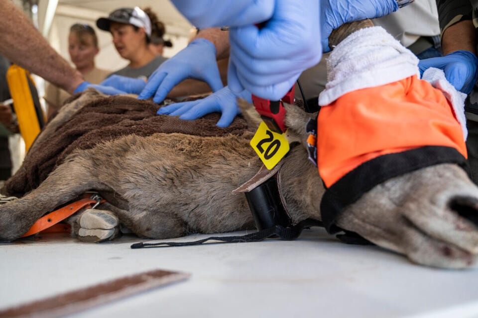 Bighorn Sheep Get a Wild Ride!
