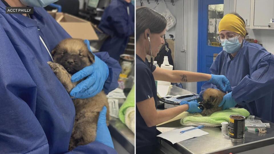 Heartbreaking puppy rescue in North Philly