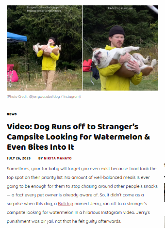 Bulldog Busted for Watermelon Heist 🍉