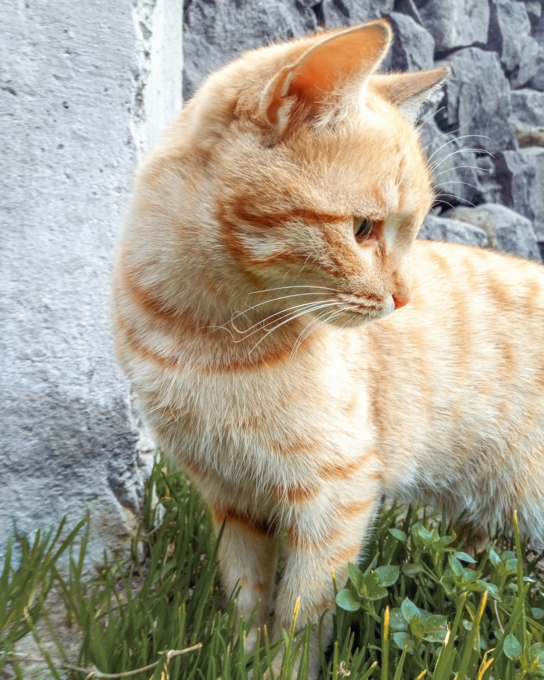 Thanks to my cat, I became a grandmother before I turned 40.