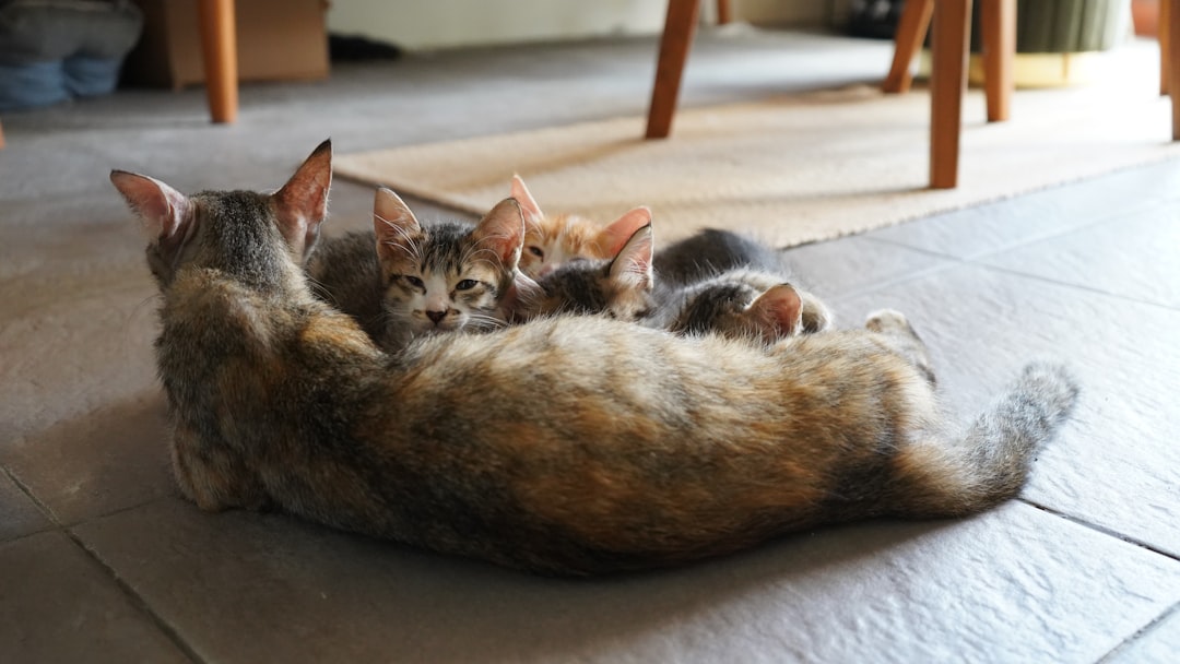 Can you still have babies after being neutered?