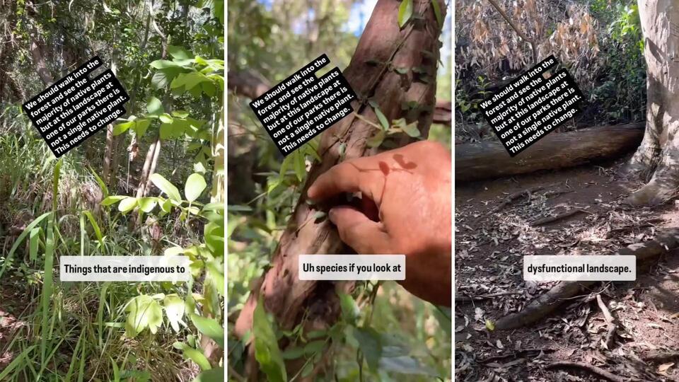 Maui’s Giggle Hill faces invasive plant crisis