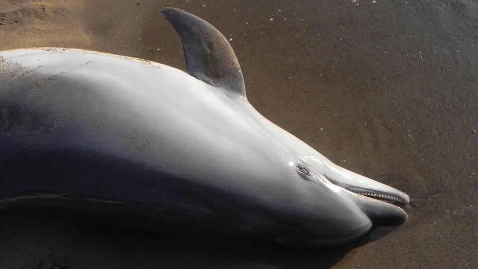 Dolphin’s Tragic End Reveals Ocean Crisis