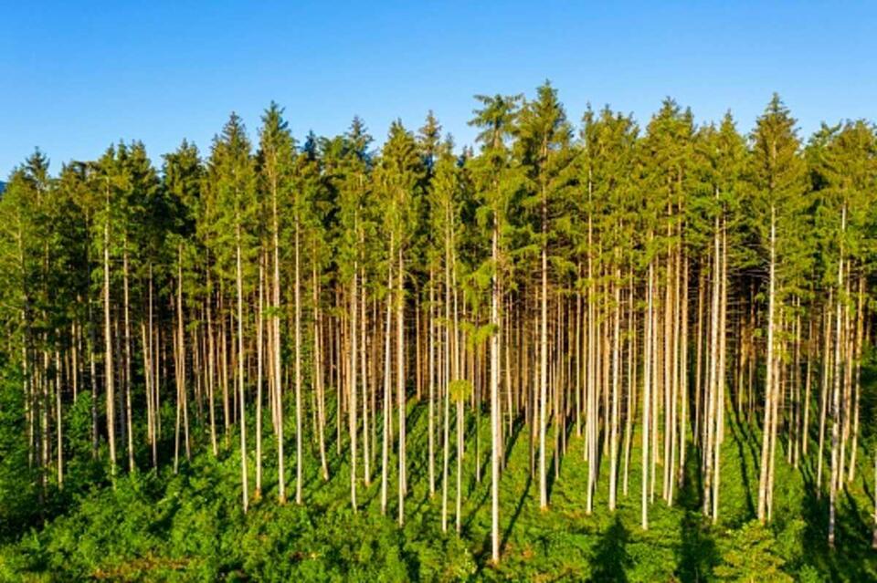 Trees Have a Secret 'Wood Wide Web'