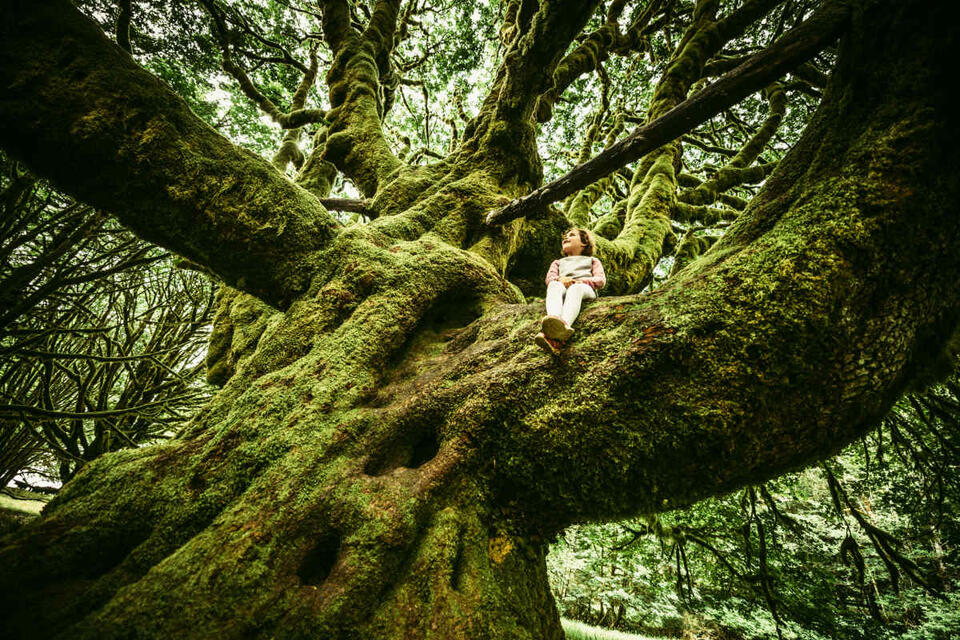 Trees Have a Secret 'Wood Wide Web'
