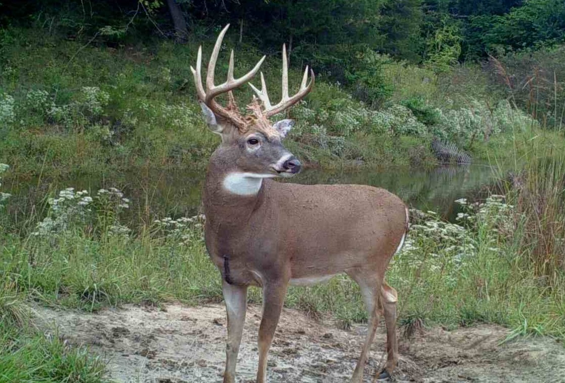Almost had my first public land buck! 