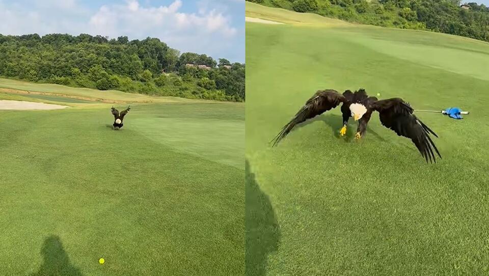 Bald eagle showdown at Sevierville Golf Club