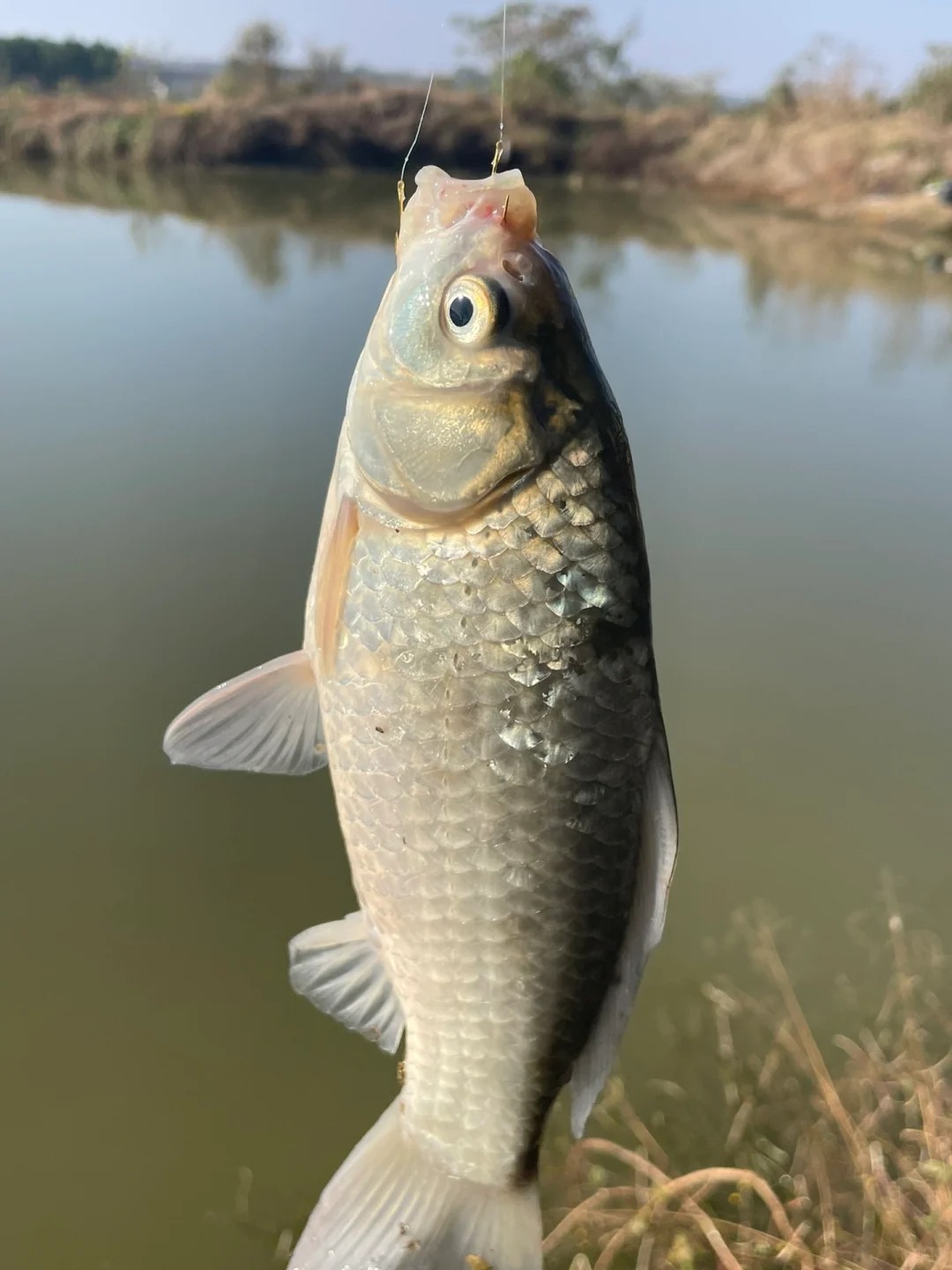 I fish for sport, not for dinner. Anyone same?