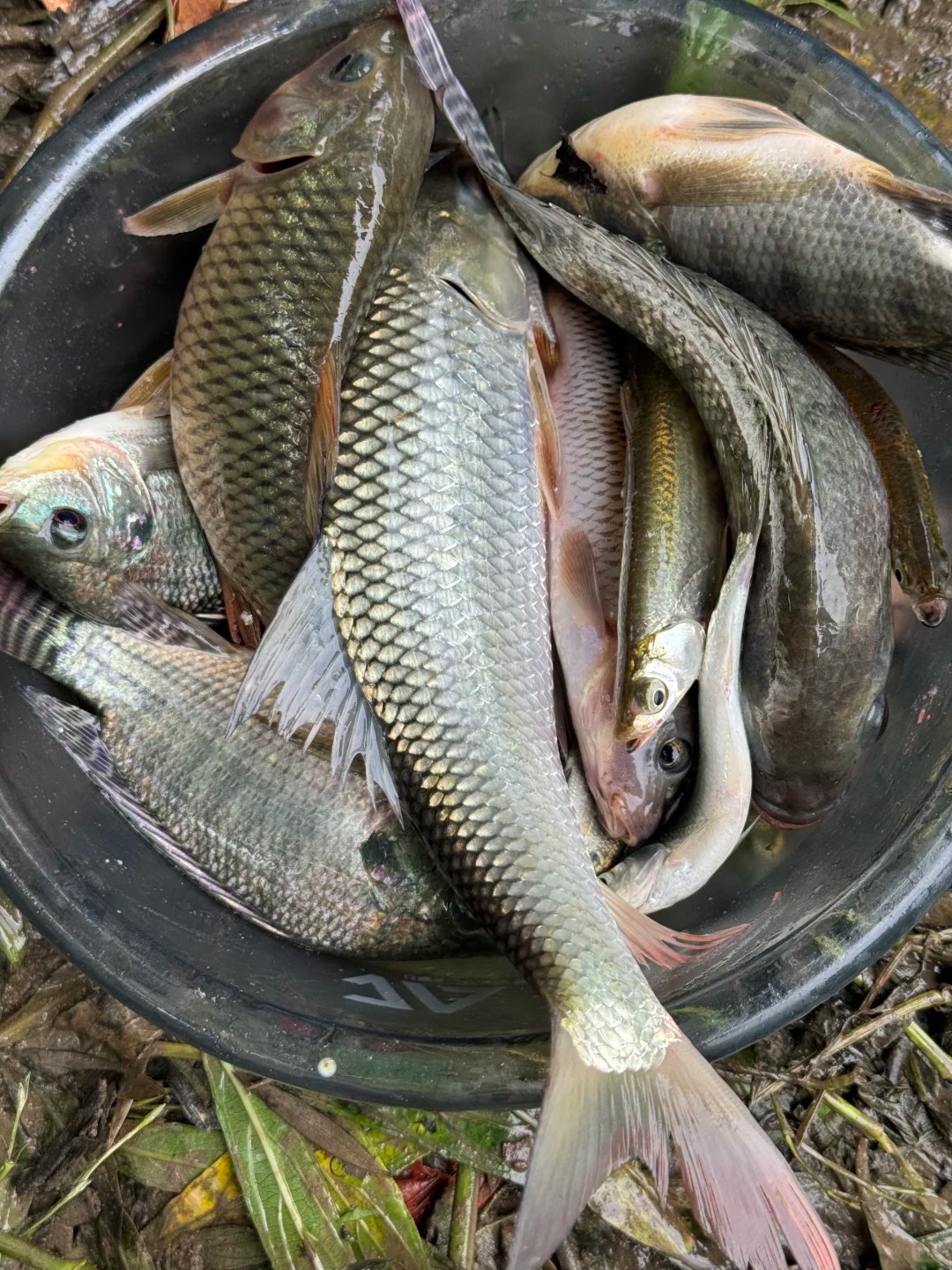 I fish for sport, not for dinner. Anyone same?