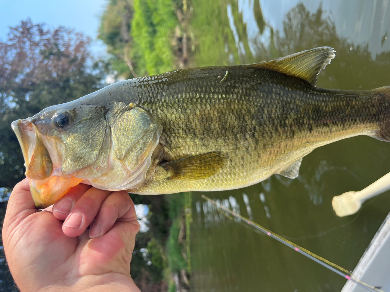 Why don’t more people eat bass?