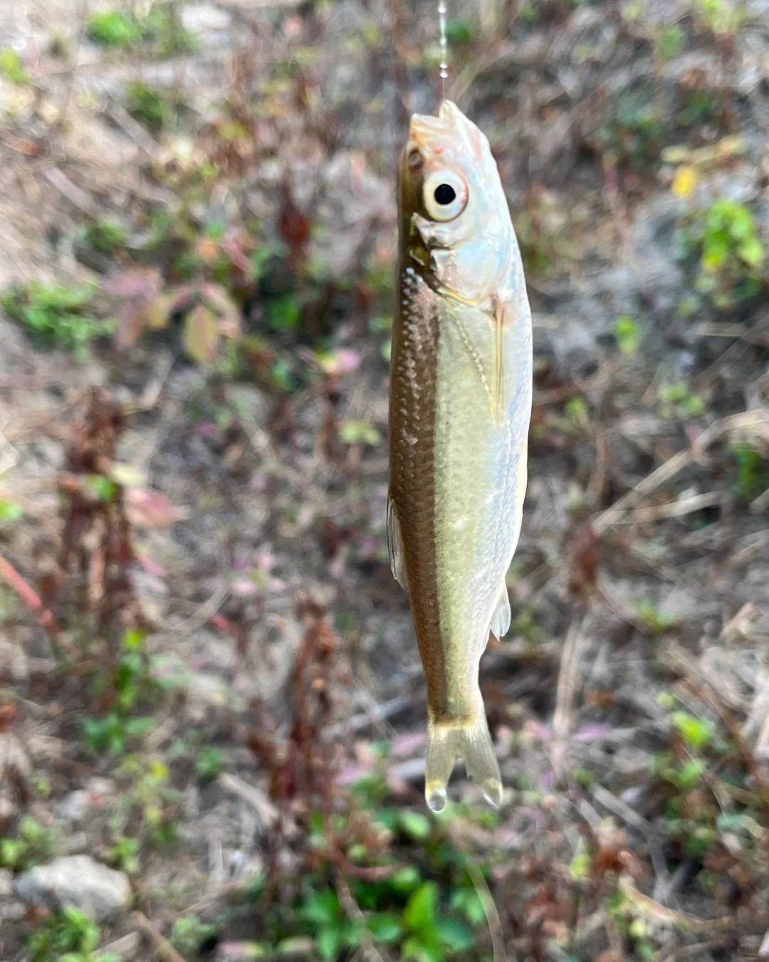 Am I cursed or just really bad at fishing?