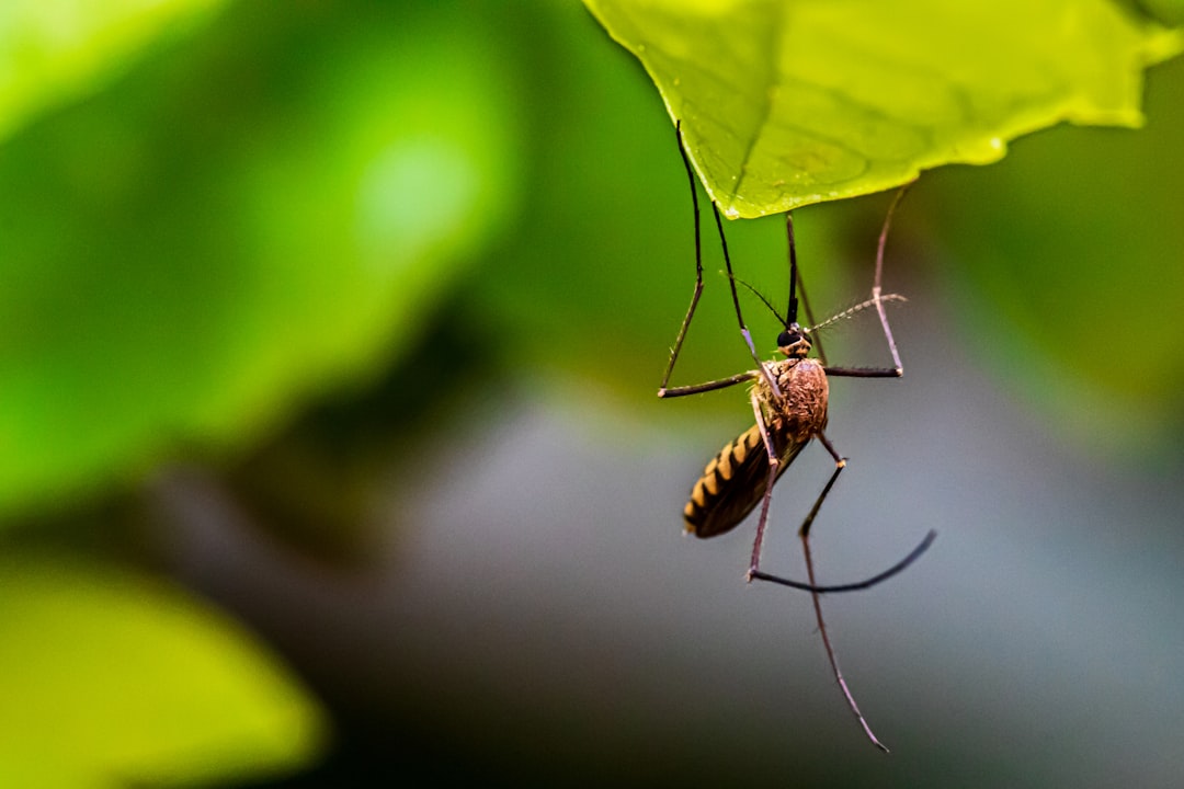 From one female mosquito to 2,000 in no time