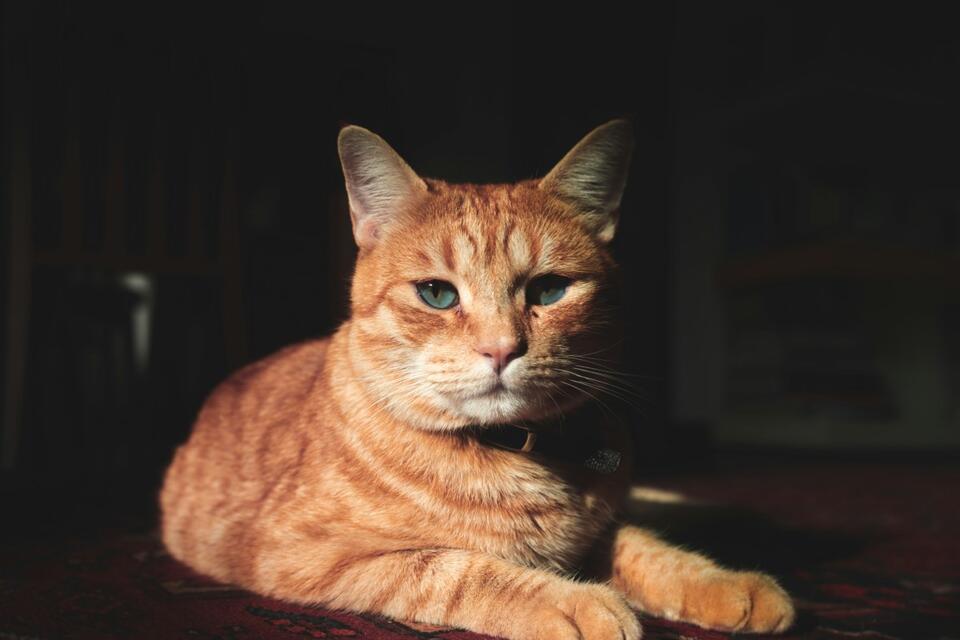 Kyle the Cat: Secret Queen Fan? 🎸