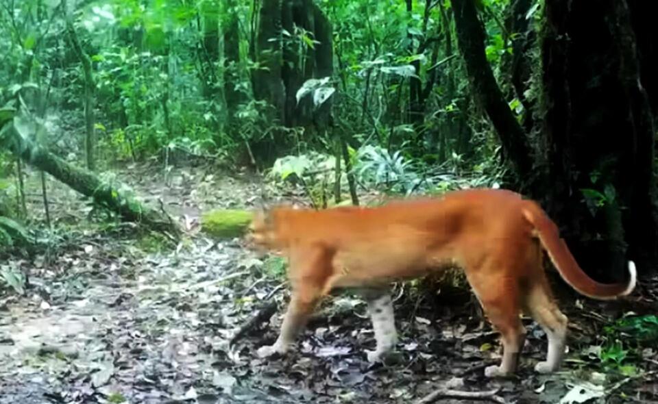 Golden Cat Sighting Sparks Debate 🐾