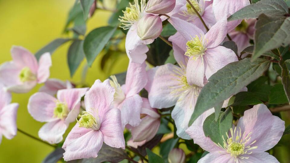 Climbers I’ll Never Plant Again (and Why!)