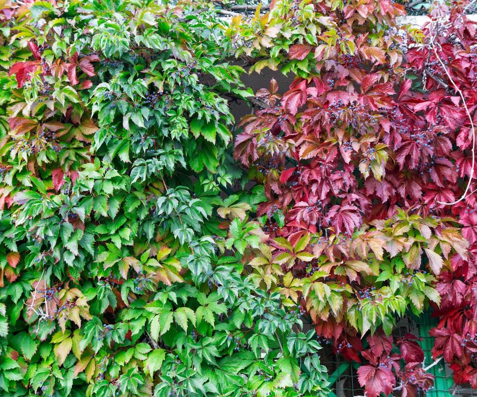 Climbers I’ll Never Plant Again (and Why!)