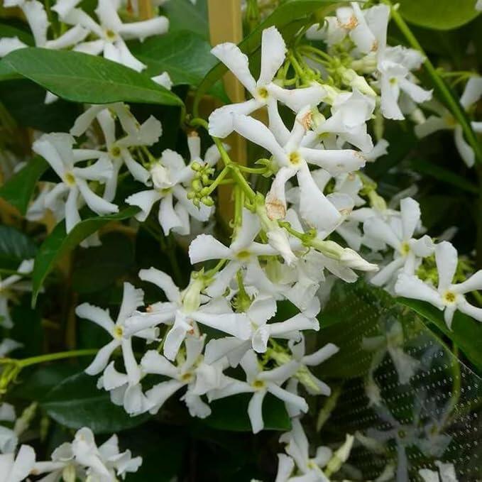 Climbers I’ll Never Plant Again (and Why!)