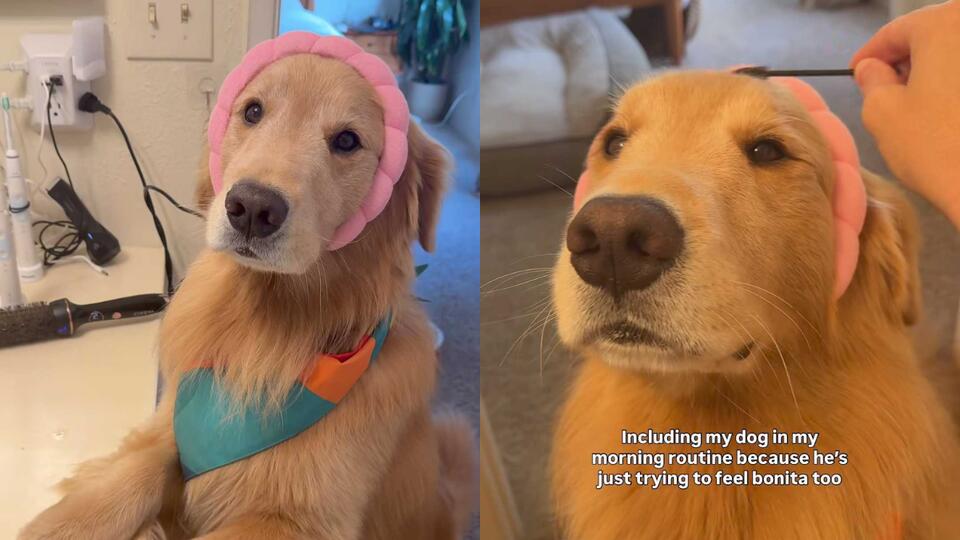 Golden Retriever’s Beauty Routine Glow-Up