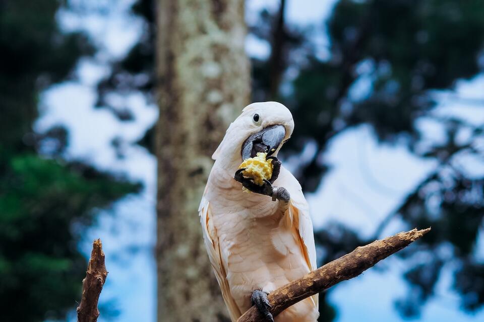 Cockatoo Throws Tantrum for Cheerios