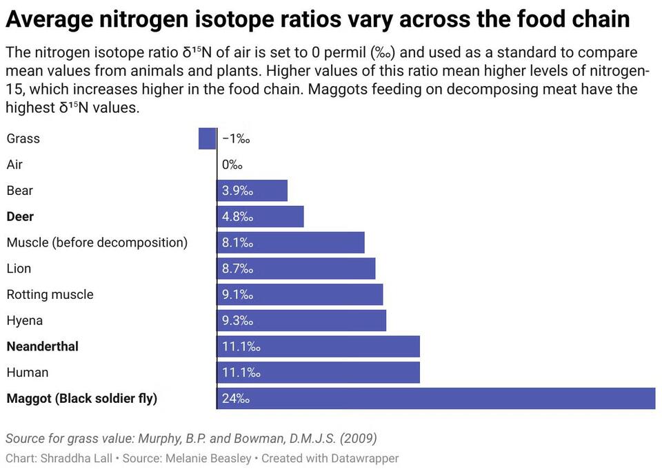 Neanderthals’ Secret Snack: Maggots?!