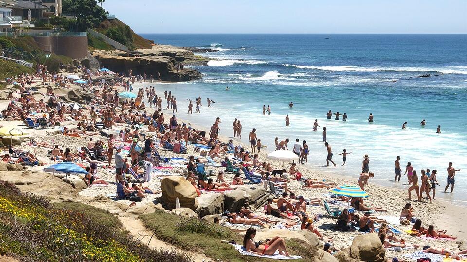 Rare purple sea snails return to La Jolla