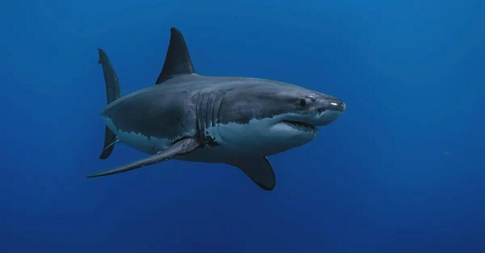 Massive Great White Spotted Near Vacation Hotspot!