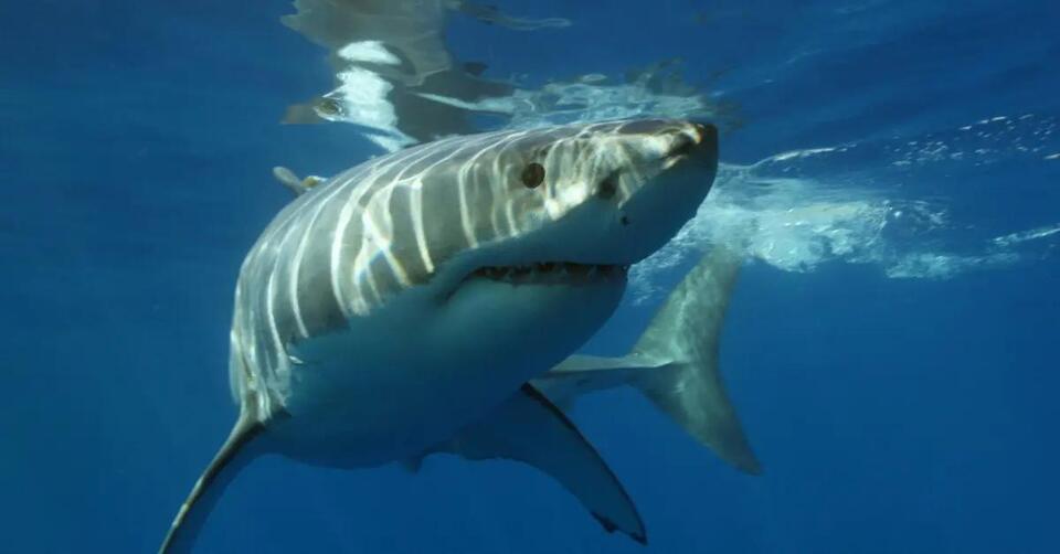 Massive Great White Spotted Near Vacation Hotspot!