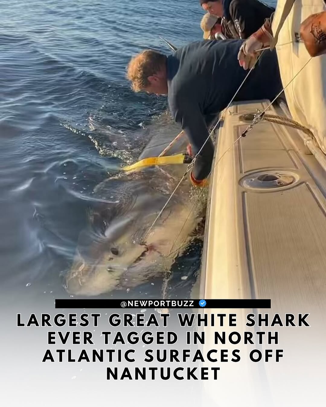 Massive Great White Spotted Near Vacation Hotspot!