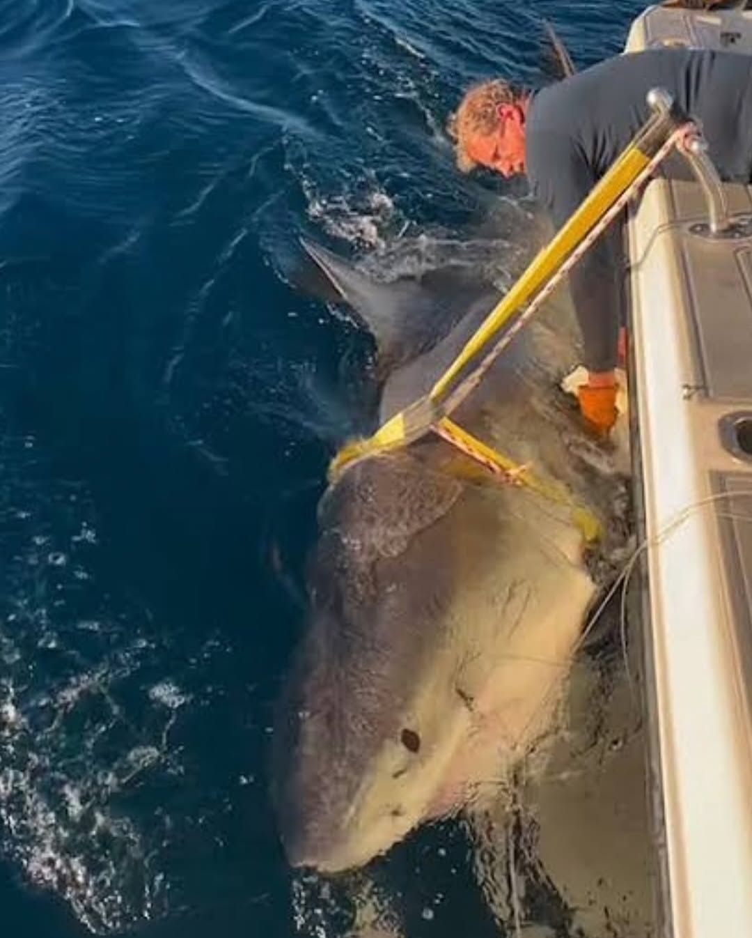 Massive Great White Spotted Near Vacation Hotspot!