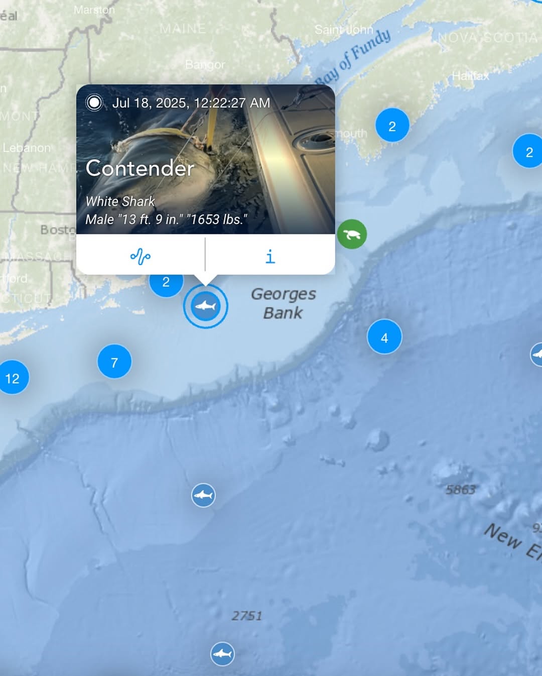 Massive Great White Spotted Near Vacation Hotspot!