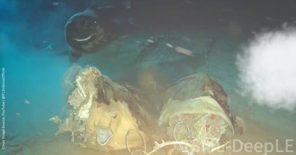 Sharks Took Turns at a Deep-Sea Buffet?!