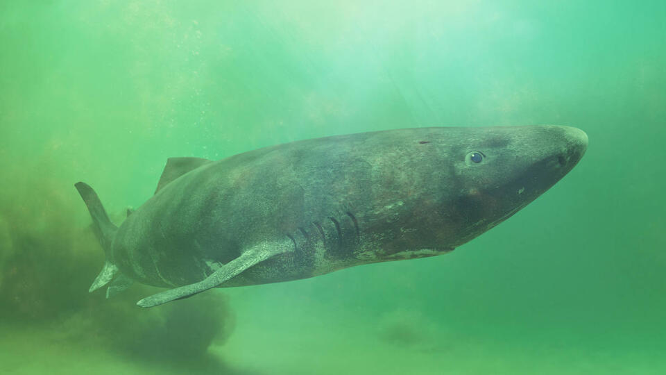 Sharks Took Turns at a Deep-Sea Buffet?!