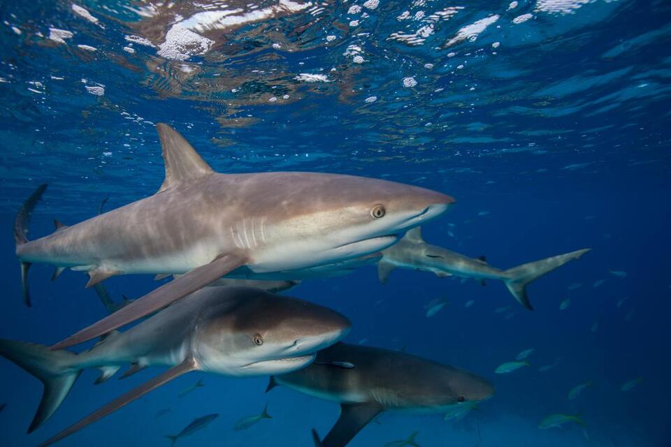 Sharks Took Turns at a Deep-Sea Buffet?!