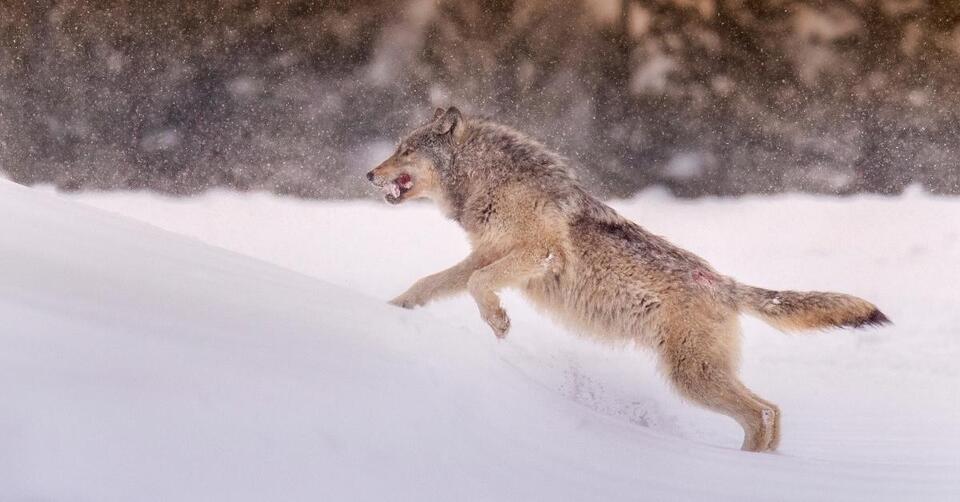 How wolves revived Yellowstone’s forests