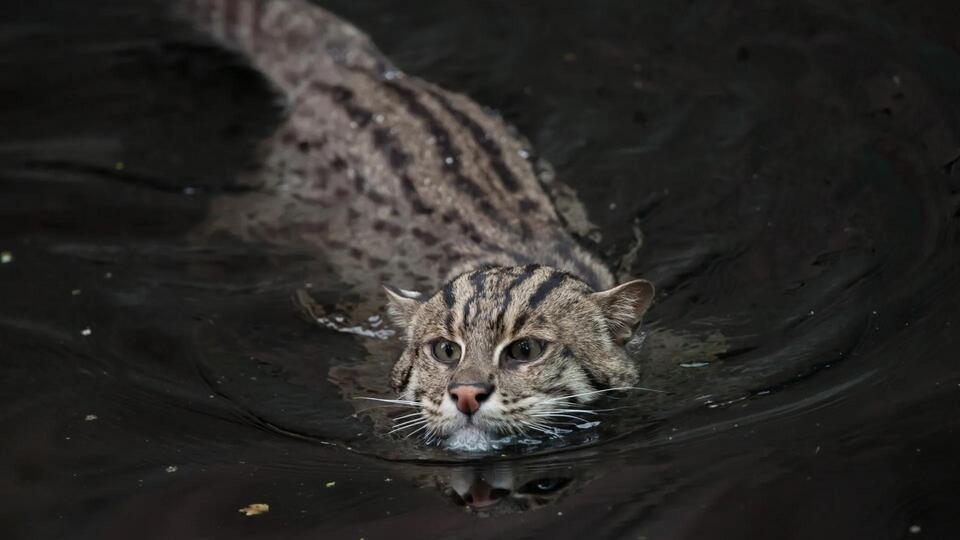 Fishing Cats Are Sounding the Alarm!