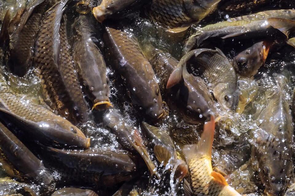 High-tech carp battle in Minnesota lakes