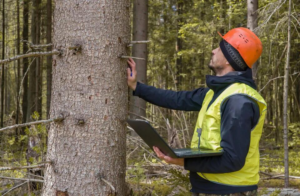 Wood vs. Plastic: The Battery Revolution?