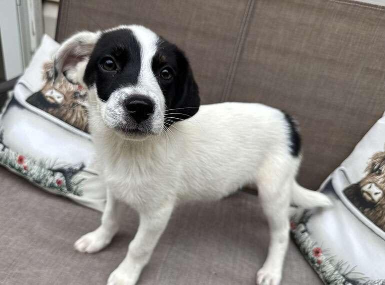 North Meck Animal Rescue bounces back strong