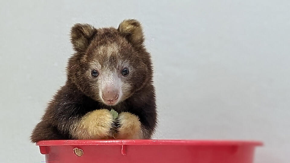 Help name Cleveland’s rare tree kangaroo!