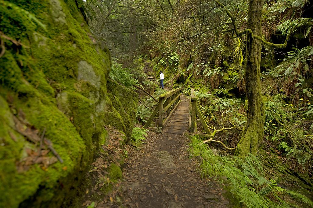 Redwoods, Waves & Waterfalls