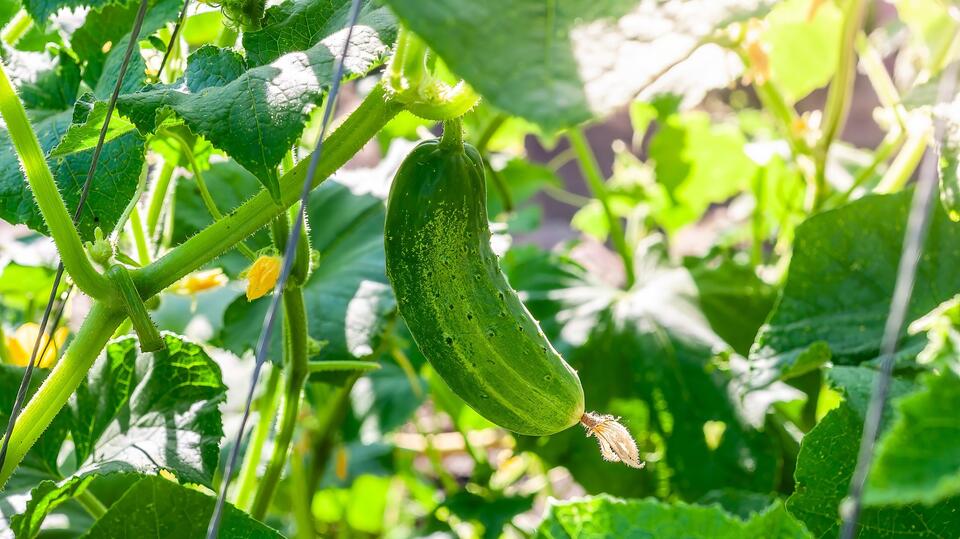 How to Tell If Your Cucumbers Are Ready