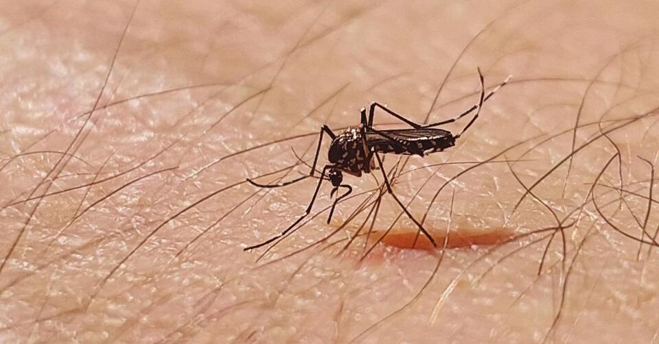 Chikungunya: The Virus No One Saw Coming