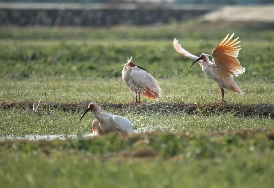 Extinct Bird Makes Wild Comeback!