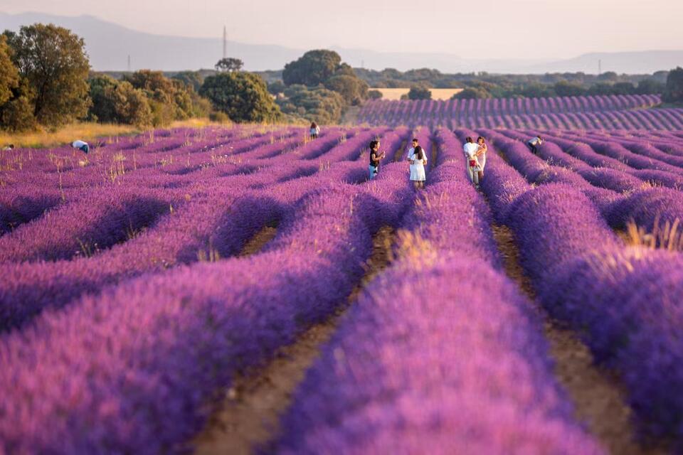 Lavender Fields Overrun by Tourists!