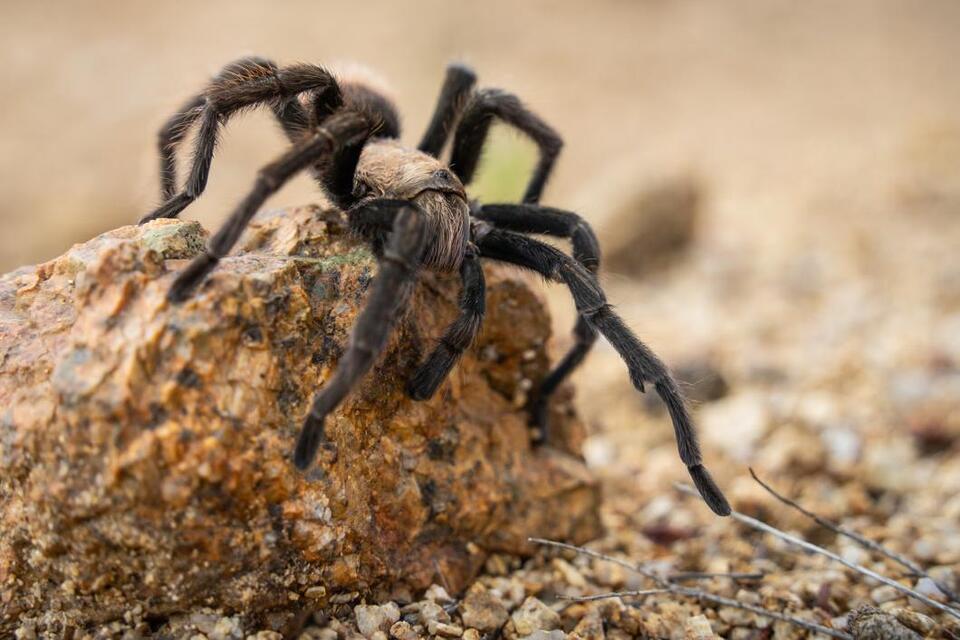 Tarantula Season Is Here—Would You Look?