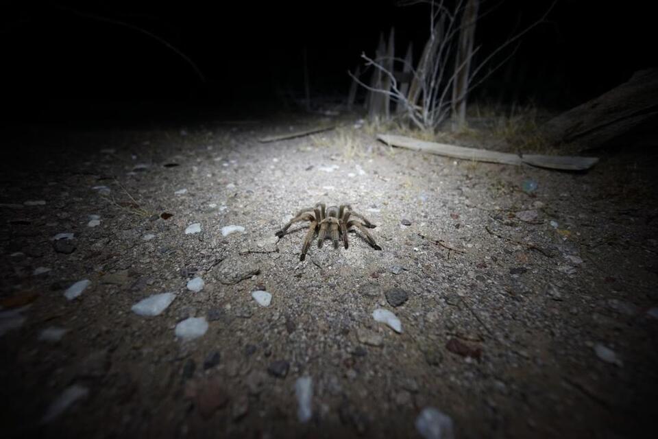 Tarantula Season Is Here—Would You Look?