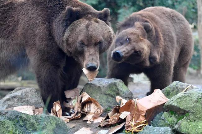 Yellowstone bears lost to human food habits
