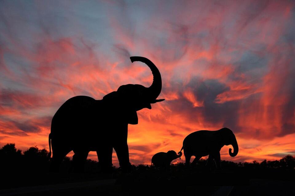Elephants Have Names for Each Other?!
