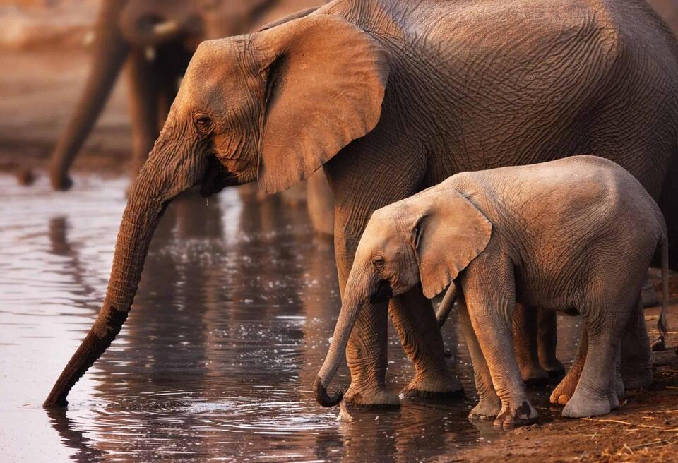 Elephants Have Names for Each Other?!
